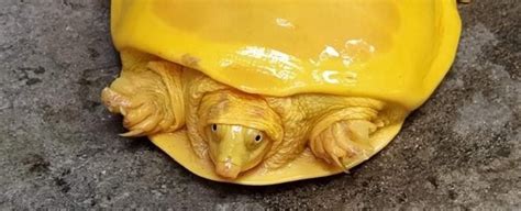 The Golden Turtle - En förtrollande saga om öden, makt och kärlek från 14:e århundradets Vietnam!