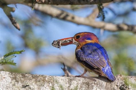  The Pelican and the Kingfisher: A Deep Dive into South African Folklore!