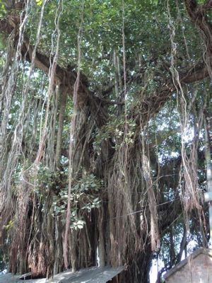  Under the Shade of a Banyan Tree: Unveiling the Mystical Tale of Love and Loss From 14th-Century Pakistan!